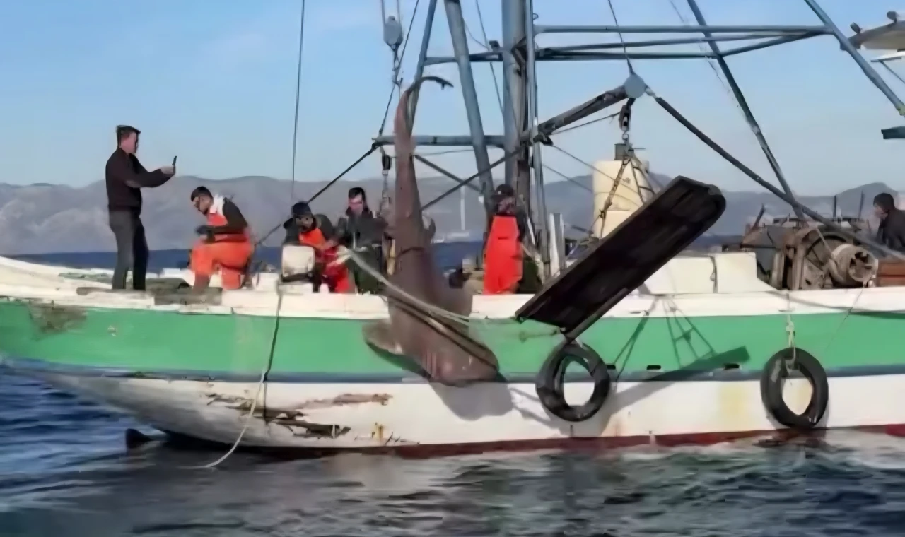 Gökova Açıklarında Nefes Kesen Anlar: Balıkçıların Ağına Dev Köpekbalığı Takıldı