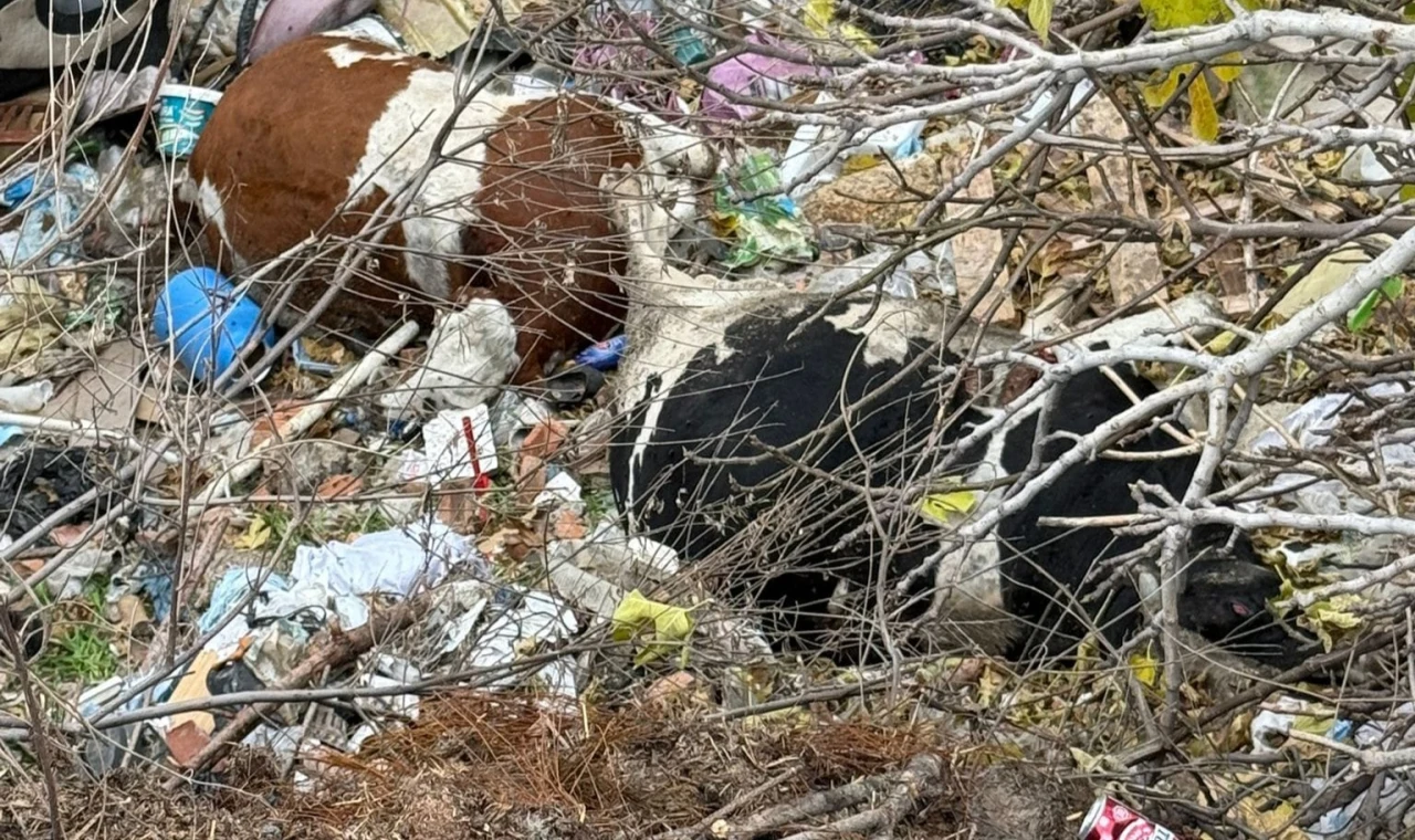 Milas Çomakdağ’da Ormanda Bulunan Ölü İnekler Endişe Yarattı: İnceleme Başlatıldı