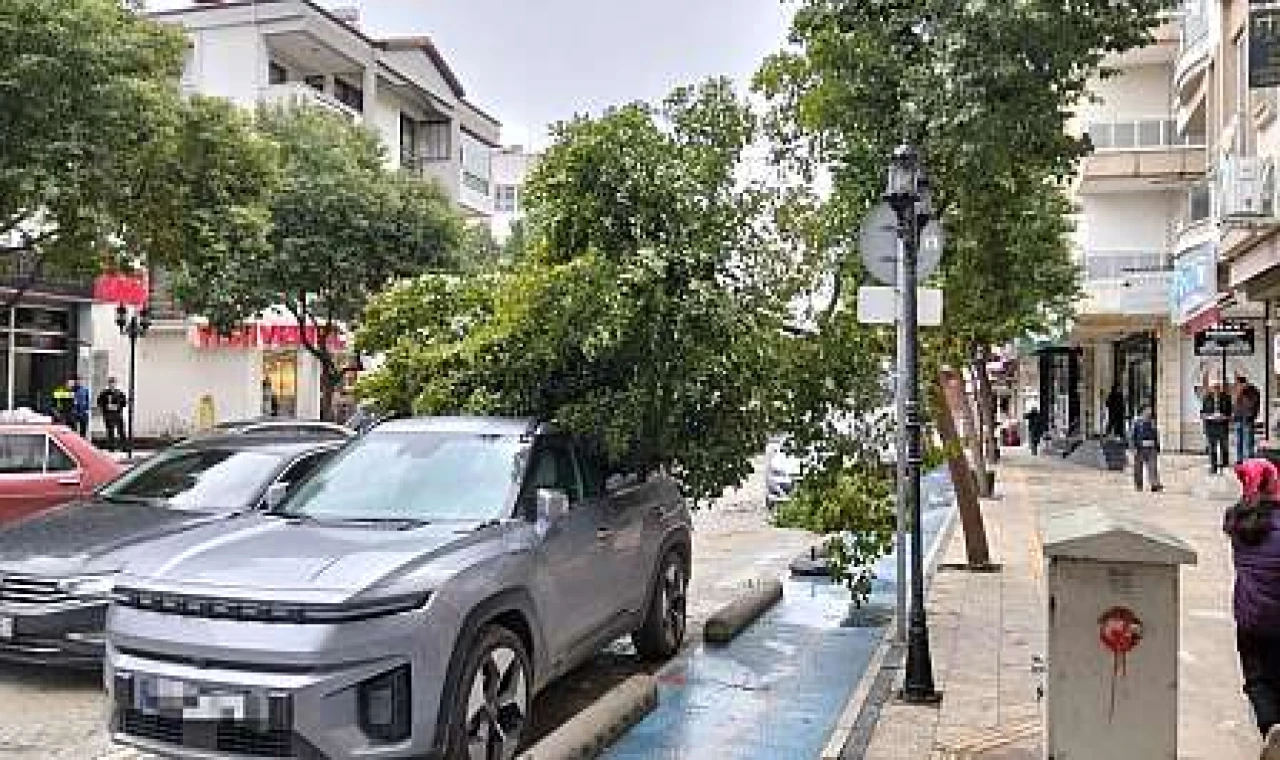 Milas'ta Fırtına Etkisini Gösterdi: Devrilen Ağaç Dalı Araca Zarar Verdi