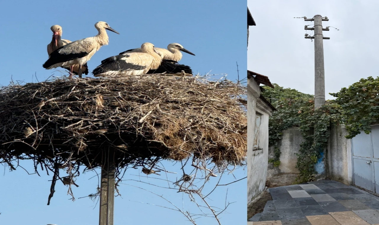 Milas’ta leylek yuvası hassasiyeti: Sosyal medyadan gelen çağrı karşılık buldu