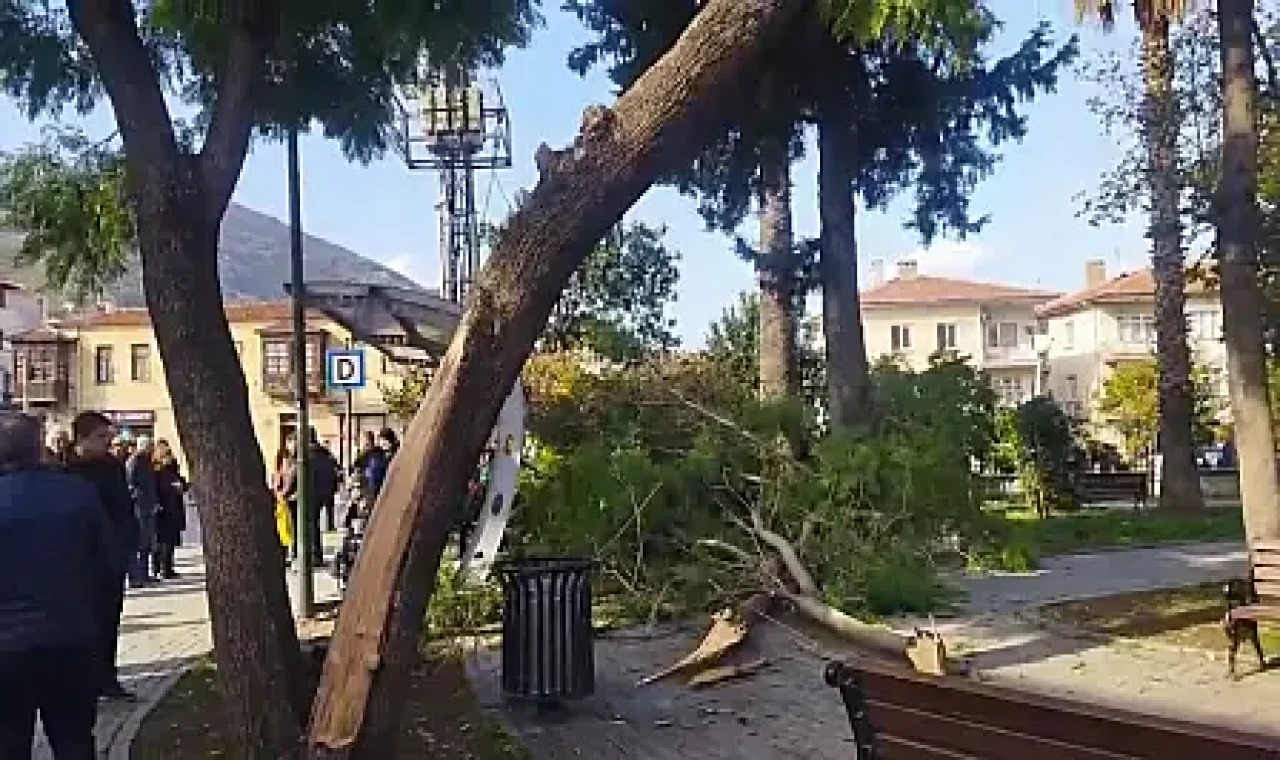 Son Dakika: Milas'ta Korku Dolu Anlar! Düşen Dallar Bebekleri ve Anneleri Yaraladı
