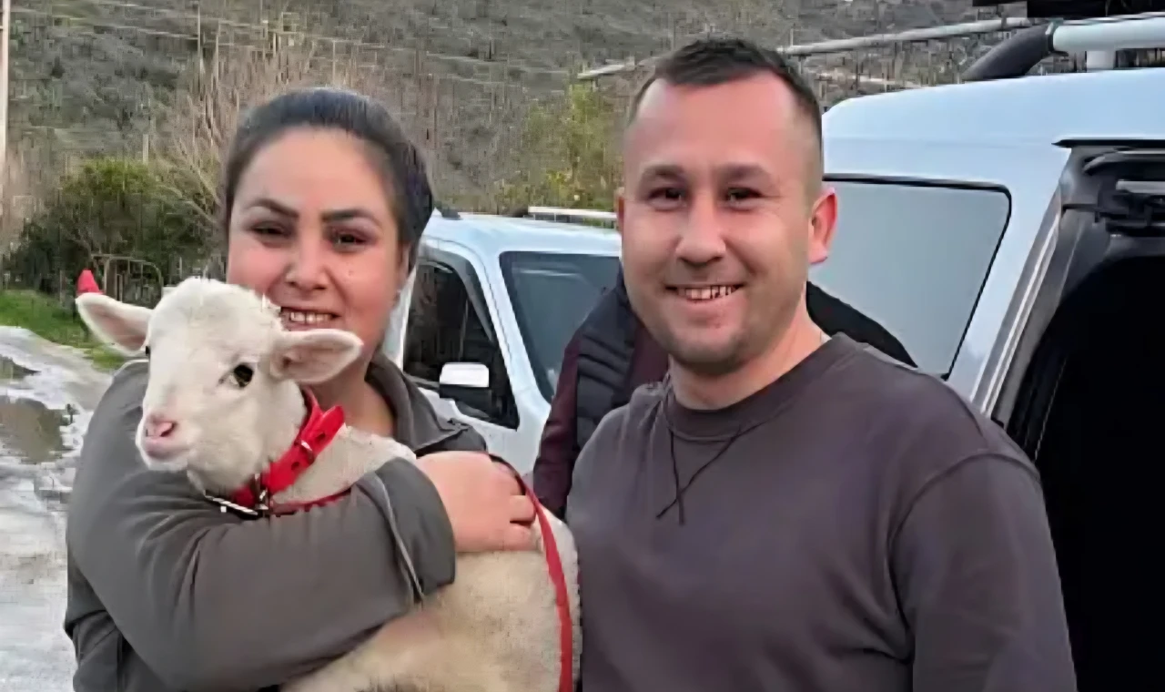 Milas’ta Sevgililer Günü’ne farklı bir dokunuş: Hediye olarak kuzu
