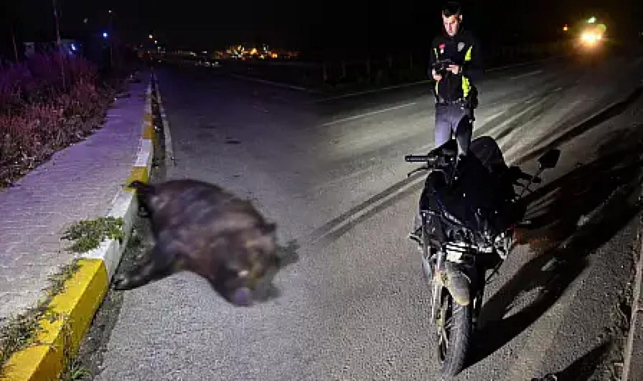 Milas'ta Domuz'a çarpan motosiklet sürücüsü yaralandı