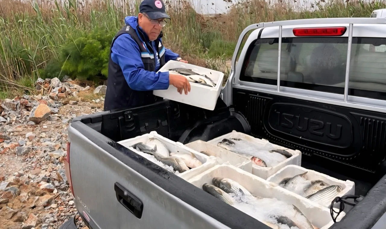 Milas'ta kaçak avcılığa geçit yok: 80 kilo kefale el konuldu