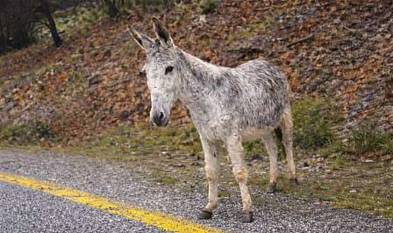 Yol kenarında bekleyiş: Milas'ta eşek günlerdir yerinden kıpırdamıyor