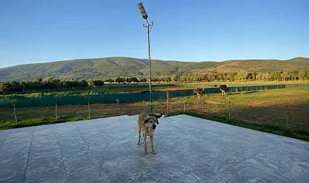 Milas'ta Zor Günleri Geride Bırakan Hope, Sevgi Dolu Bir Ailenin Neşesi Oldu