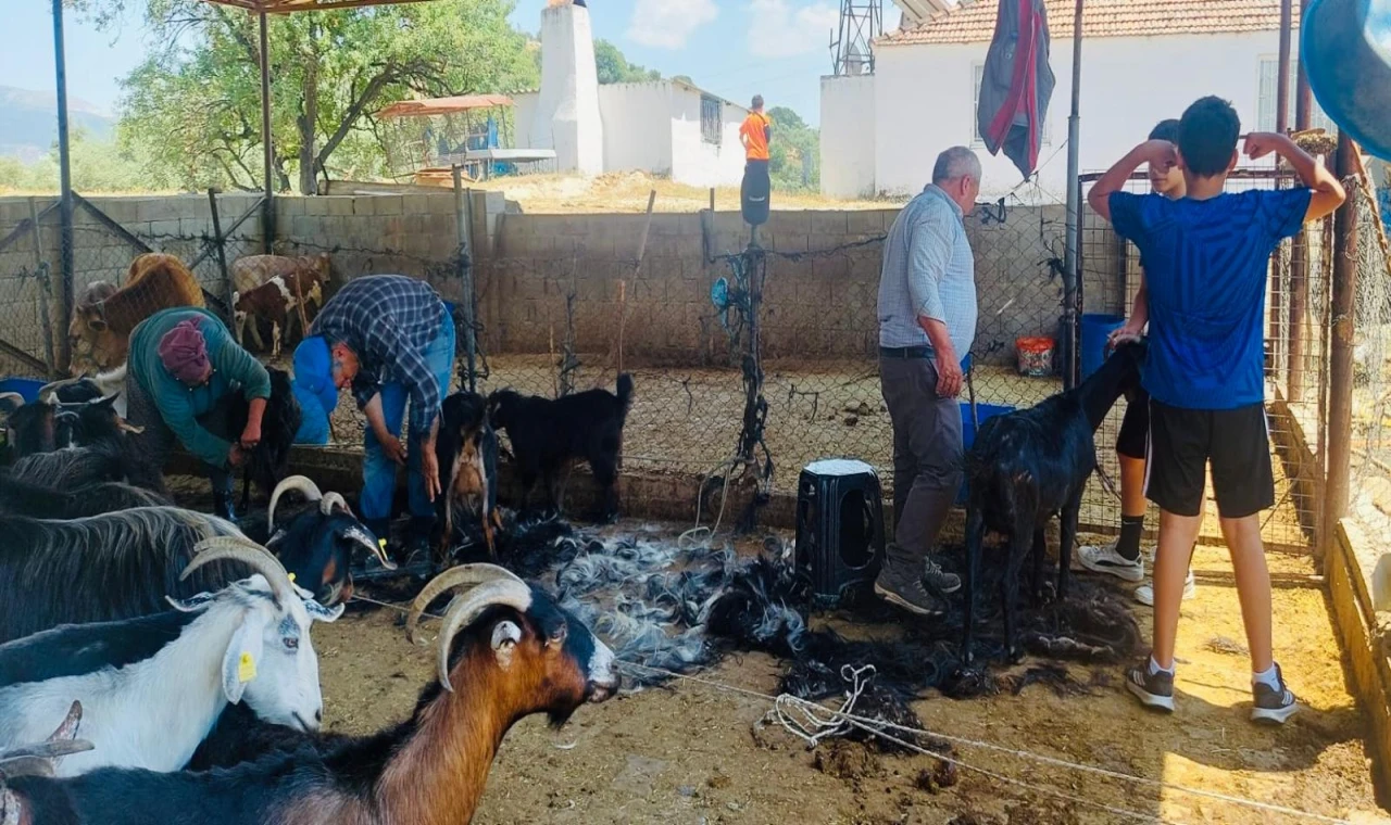 Yörük Kültürünün Kadim Geleneği Keçi Kırkımı Milas’ta Yaşatılıyor