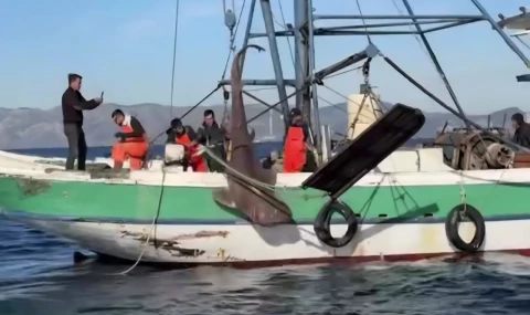 Gökova Açıklarında Nefes Kesen Anlar: Balıkçıların Ağına Dev Köpekbalığı Takıldı