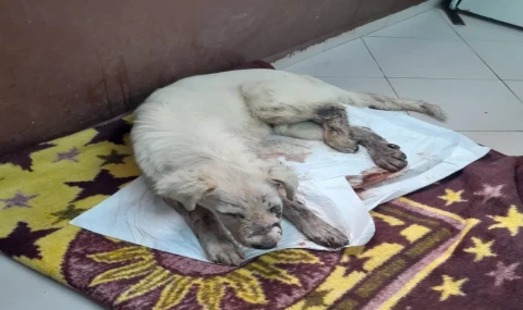 Selimiye’de Hayvana Şiddet Tepki Çekti: Köpek Silahla Yaralandı