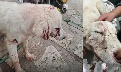 Milas Damliboğaz Mahallesi'nde bir köpek tüfekle vuruldu durumu kritik