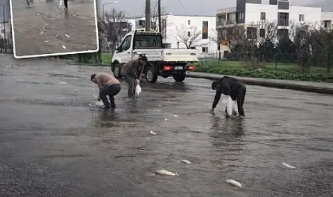 Mumcular'da yağış sonrası gölet taştı, balıklar yola çıktı