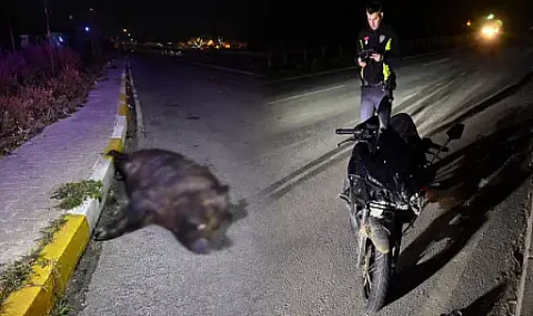 Milas'ta Domuz'a çarpan motosiklet sürücüsü yaralandı