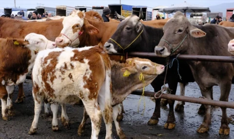 Muğla Bayır Hayvan Pazarı Kapılarını Yeniden Açıyor: Tedbirler Üst Seviyede