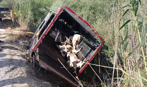 Milas Savran Mahallesi’nde Canlı Hayvan Taşıyan Kamyonet Dereye Uçtu