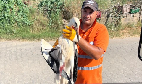 Belediye İşçisinden Örnek Davranış: Yaralı Leyleğin İmdadına Yetişti